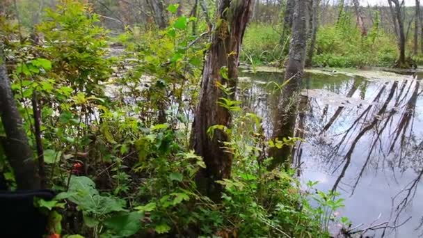 Річка, ліс — стокове відео