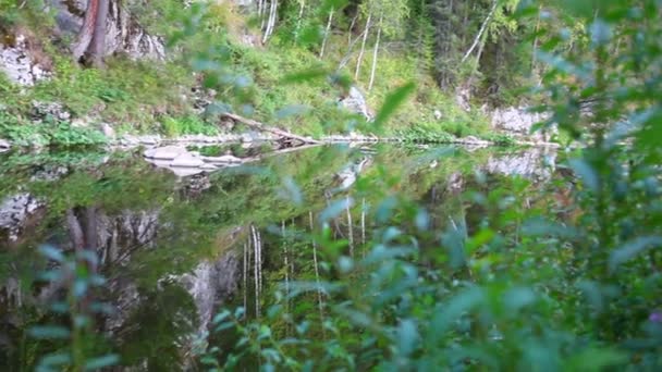 Rio, floresta — Vídeo de Stock