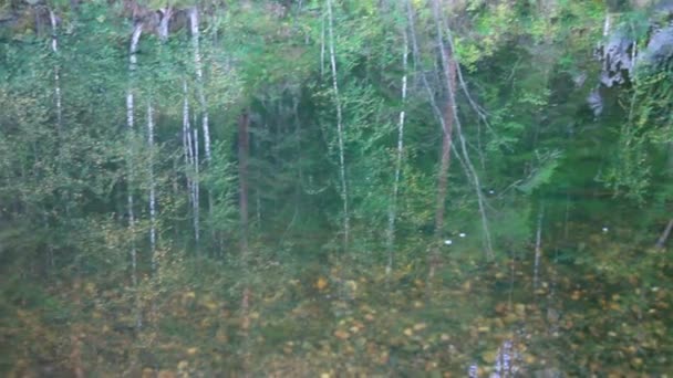 Fiume, foresta — Video Stock