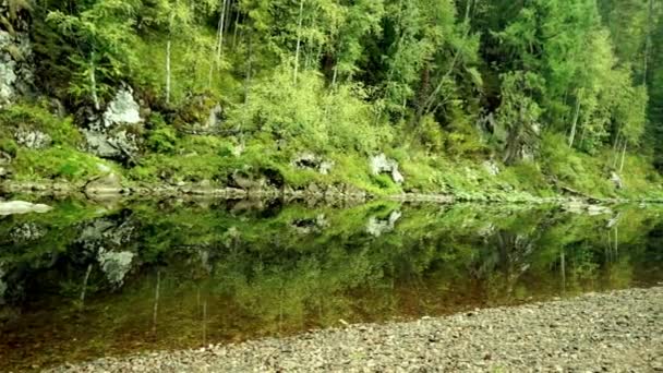 Río, bosque — Vídeo de stock