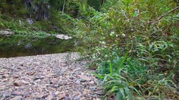 Річка, ліс — стокове відео