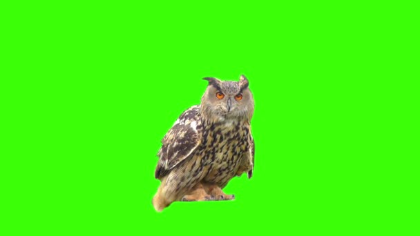 Búho águila — Vídeos de Stock
