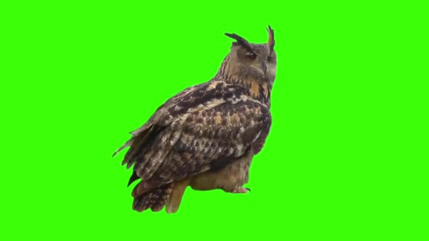 Búho águila — Vídeo de stock