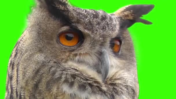 Eagle owl — Stock video