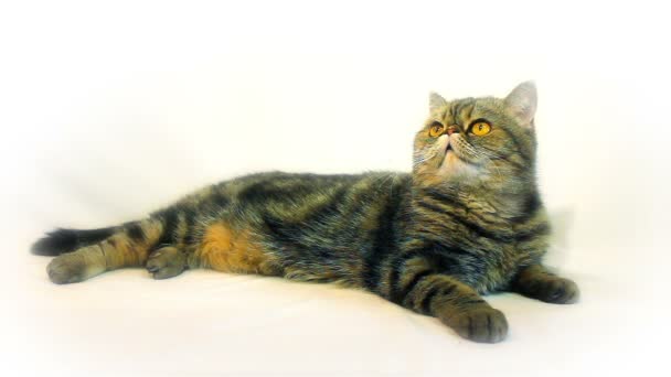 一只猫 — 图库视频影像