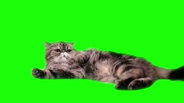 Gato exótico em um fundo verde — Vídeo de Stock