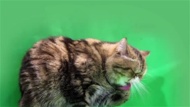 Egzotyczny kot myje — Wideo stockowe