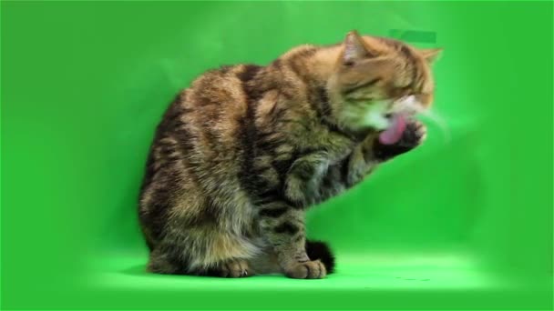 Exotische kat wast — Stockvideo