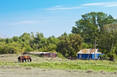 Çiftlik evi önünde çimenlikte atları otlatmak