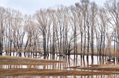 Bahar sel. Ağaçlar su
