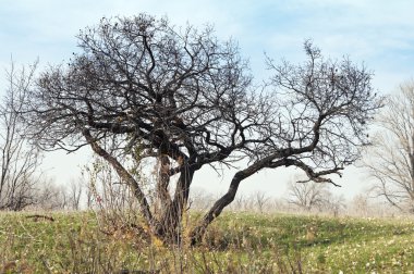Sonbahar. Çıplak dalları olan bir ağaç