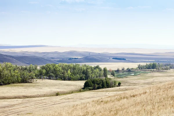 Rural landscape. Summer — Stock Photo, Image