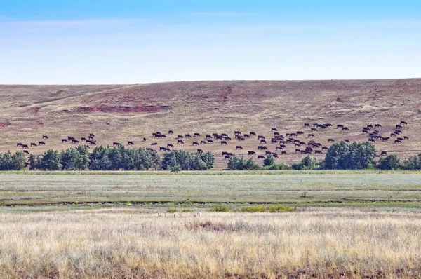 Manada de vacas pastando en una ladera — Foto de Stock