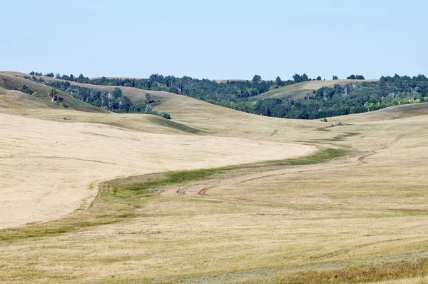 The edge of a wheat field. Hilly — Stock Photo, Image