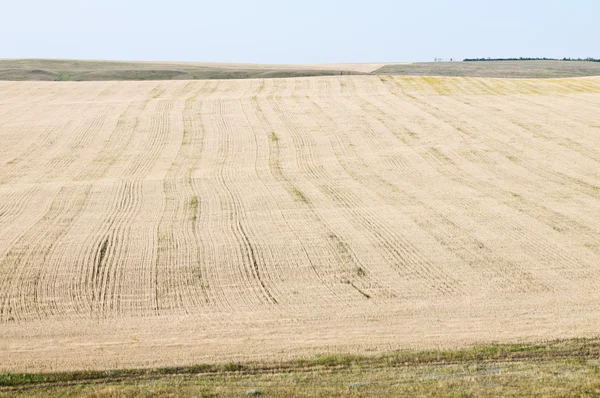 Campo de trigo vista superior —  Fotos de Stock