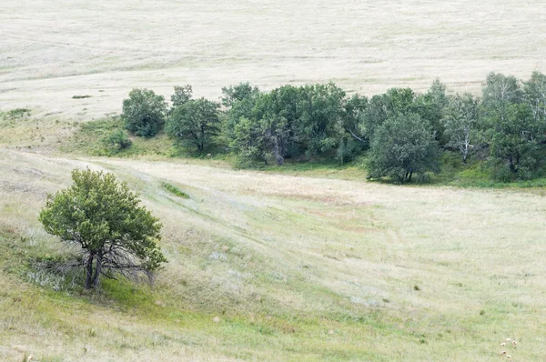 Rural landscape. Forest steppe — Stock Photo, Image