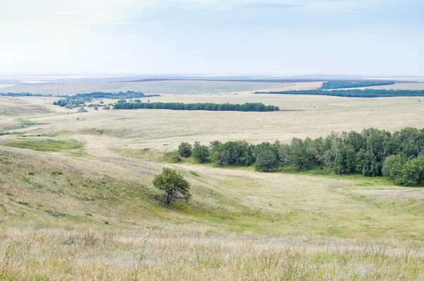 Rural landscape, steppe — Stock Photo, Image