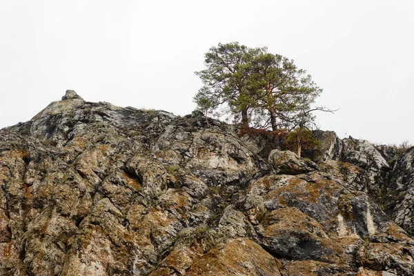 Bir uçurumun üzerinde iki çam ağaçları — Stok fotoğraf