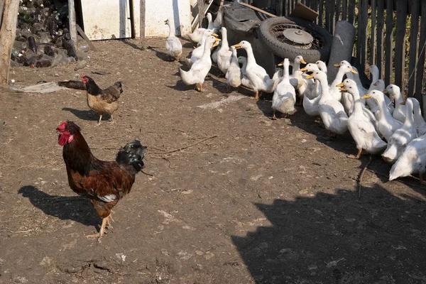 Csirkék és kacsák a telepen — Stock Fotó