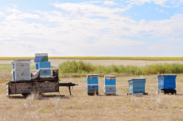 Bee-hives zijn in de buurt van de zonnebloem veld — Stockfoto