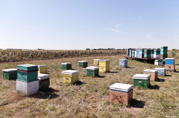 Bijenteelt in de buurt van de rand van zonnebloem veld — Stockfoto