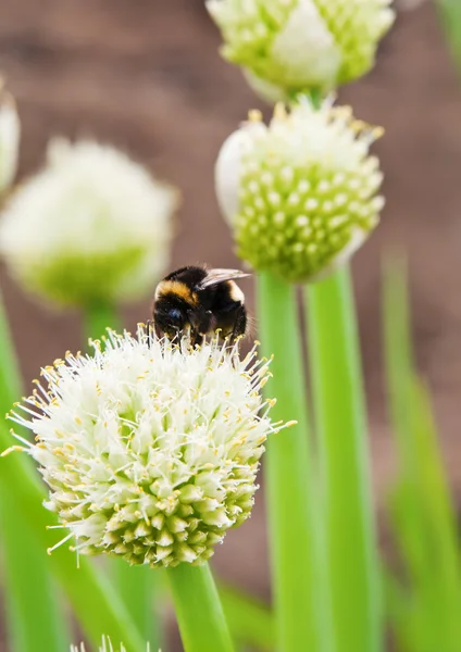 Hommel zittend op een bloeiende uien — Stockfoto