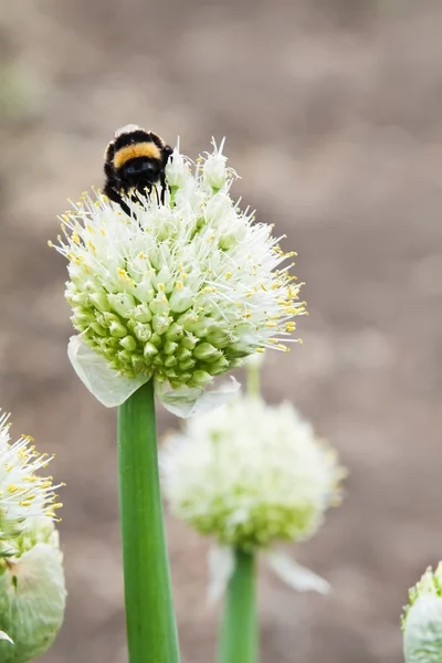 Bumblebee na cebola florescente — Fotografia de Stock
