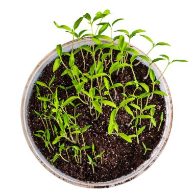 Tomato seedlings in a plastic bucket with soil, top view. Isolated on white background