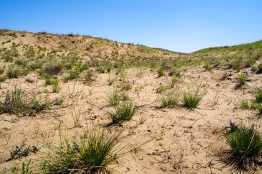 Kum tepeleri ve seyrek bitki örtüsü olan bahar çölünün bir bölümü.