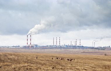 Endüstriyel işletmeler arka plan sigara bacaları otlatma inek sürüsü