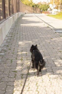 Asfaltlı bir yolda güneş ışığı altında tasmalı küçük siyah bir köpek yürüyor. Sahne, arka planda yeşil ağaçlar ve çitlerle çevrili bir kaldırım boyunca huzurlu bir açık hava anı gösteriyor..