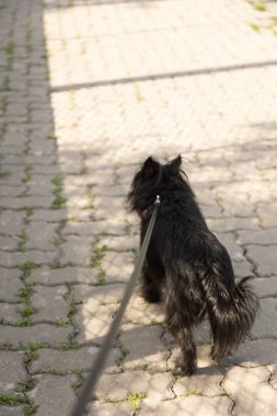 Asfaltlı bir yolda güneş ışığı altında tasmalı küçük siyah bir köpek yürüyor. Sahne, arka planda yeşil ağaçlar ve çitlerle çevrili bir kaldırım boyunca huzurlu bir açık hava anı gösteriyor..