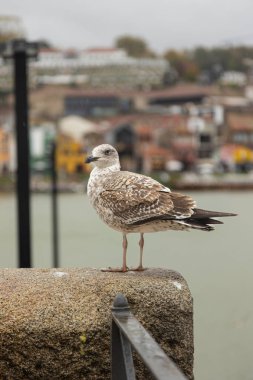 Portekiz, Porto 'daki Douro Nehri' ne bakan taş bir duvarda duran martı. Bulutlu bir günde arka planda renkli eski binalar var..