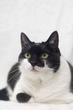 Siyah-beyaz bir kedinin yakından çekilmiş bir portresi. İçerde oturuyor, kameraya dikkatle bakıyor. Kedinin parlak sarı gözleri, pembe bir burnu ve temiz zıt şekillere sahip yumuşak kürkü vardır..