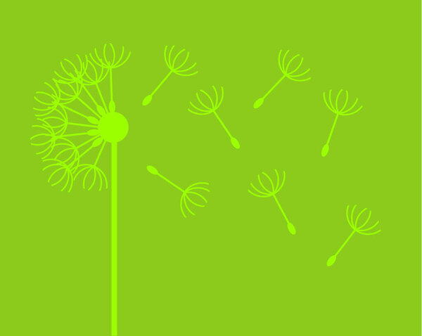 Dandelion with flying fluffs silhouette. Vector isolated.