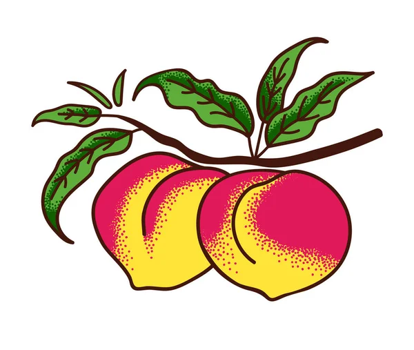 Ripe Peaches Branch Leaves Isolated White Background Vector Illustration Engraving — Vetor de Stock