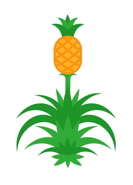 Ananas Mit Früchten Vektor Illustration Isoliert Auf Weißem Hintergrund — Stockvektor