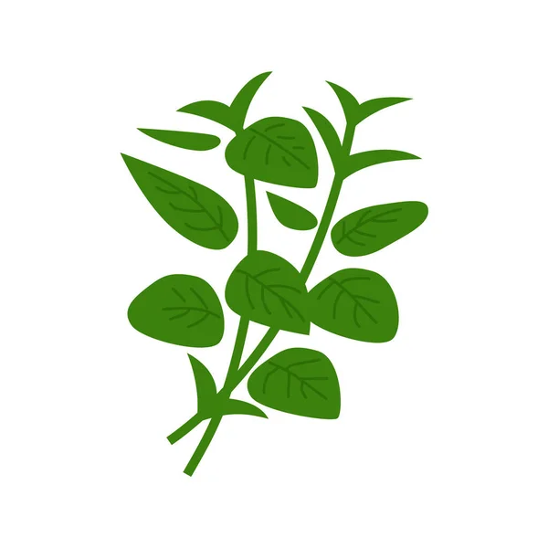 Куча Зеленого Базилика Векторная Иллюстрация Белом Фоне — стоковый вектор