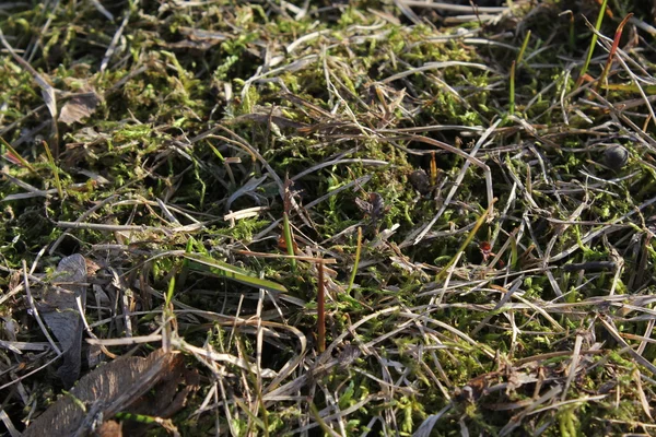 Textura da grama, cor verde — Fotografia de Stock