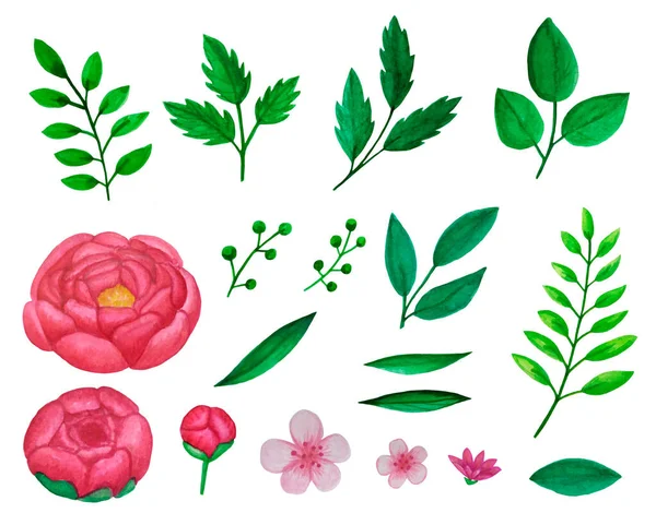 Conjunto de elementos florales con flores de peonía rosa y hojas aisladas —  Fotos de Stock