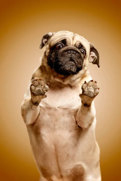 Fun and cute puppy dog looking through the lens glass of the camera. Behind a glass wall. Caramel dog. Pug breed.