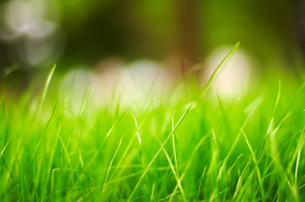 Yeşil Çimen Arkaplanı