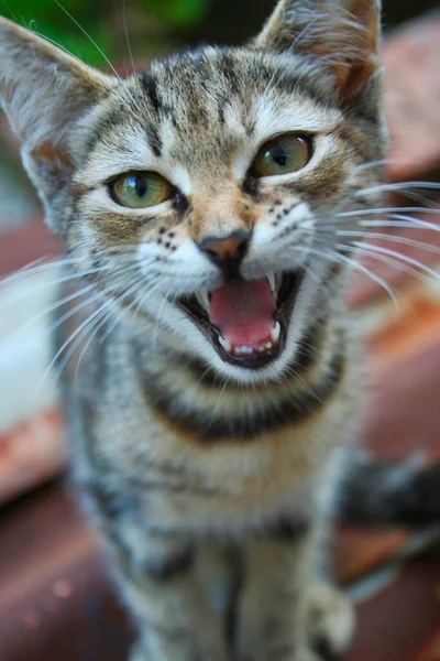 Katten Som Meow — Stockfoto