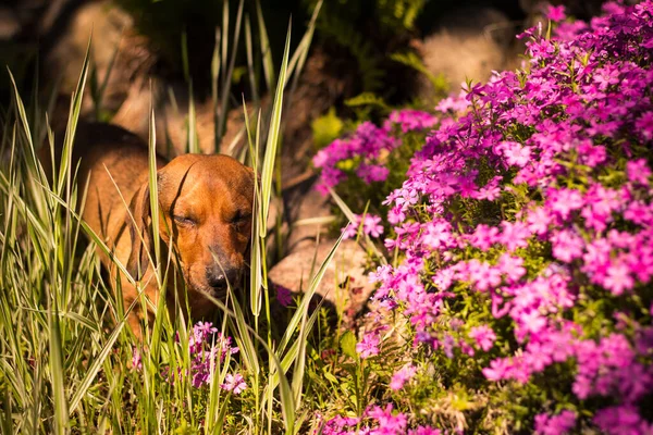 Marrone Vecchio Cane Fiori — Foto Stock