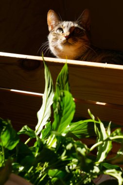 Kedi saldırıya hazırlanıyor.