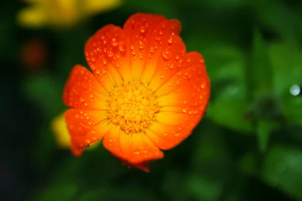 Fleur Lumineuse Dans Rosée Une Forêt Profonde — Photo