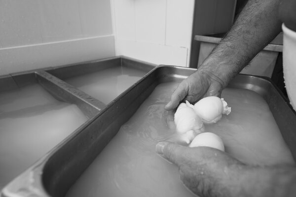 preparation of mozzarella in a dairy