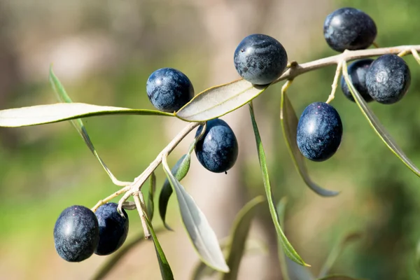 Bir dalda zeytin