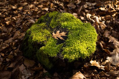 Kuru yapraklarla çevrili yeşil yosunlarla kaplı bir kütükte kahverengi meşe yaprağı.