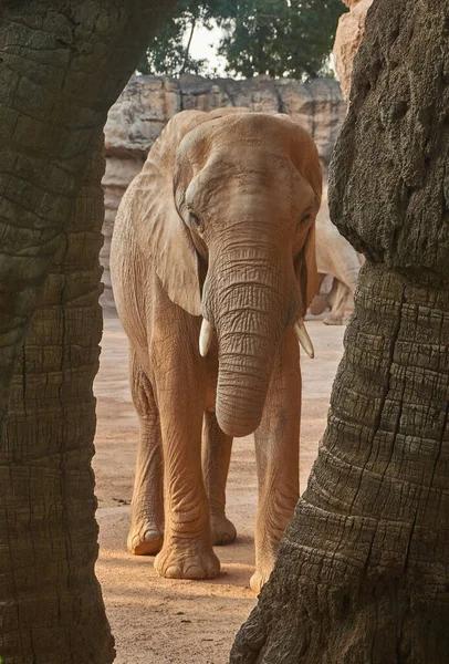 Hayvanat bahçesindeki iki ağacın arasındaki fil.